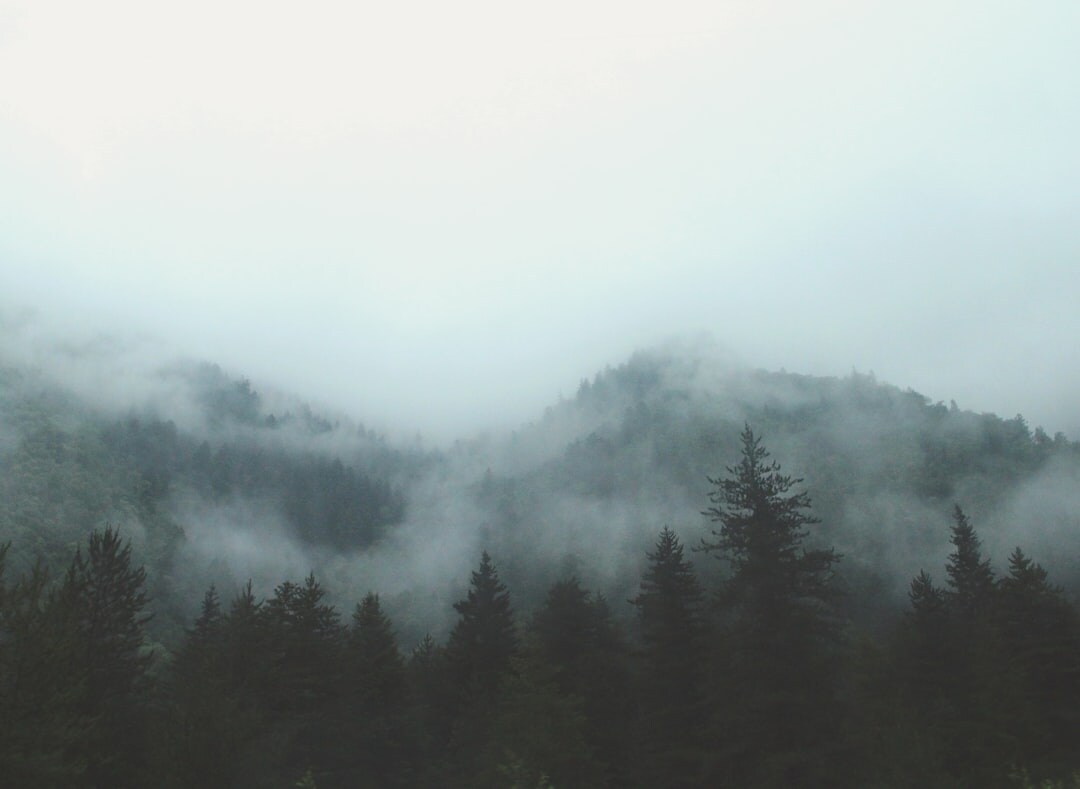 Foggy forest landscape in soft light